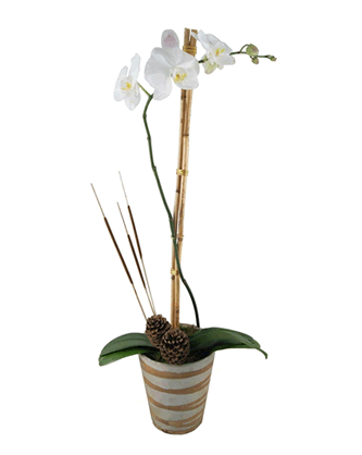 Özel Seramik Orkide