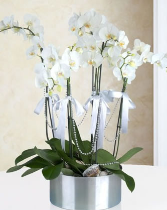 Zerafetin Simgesi Beyaz Orkide